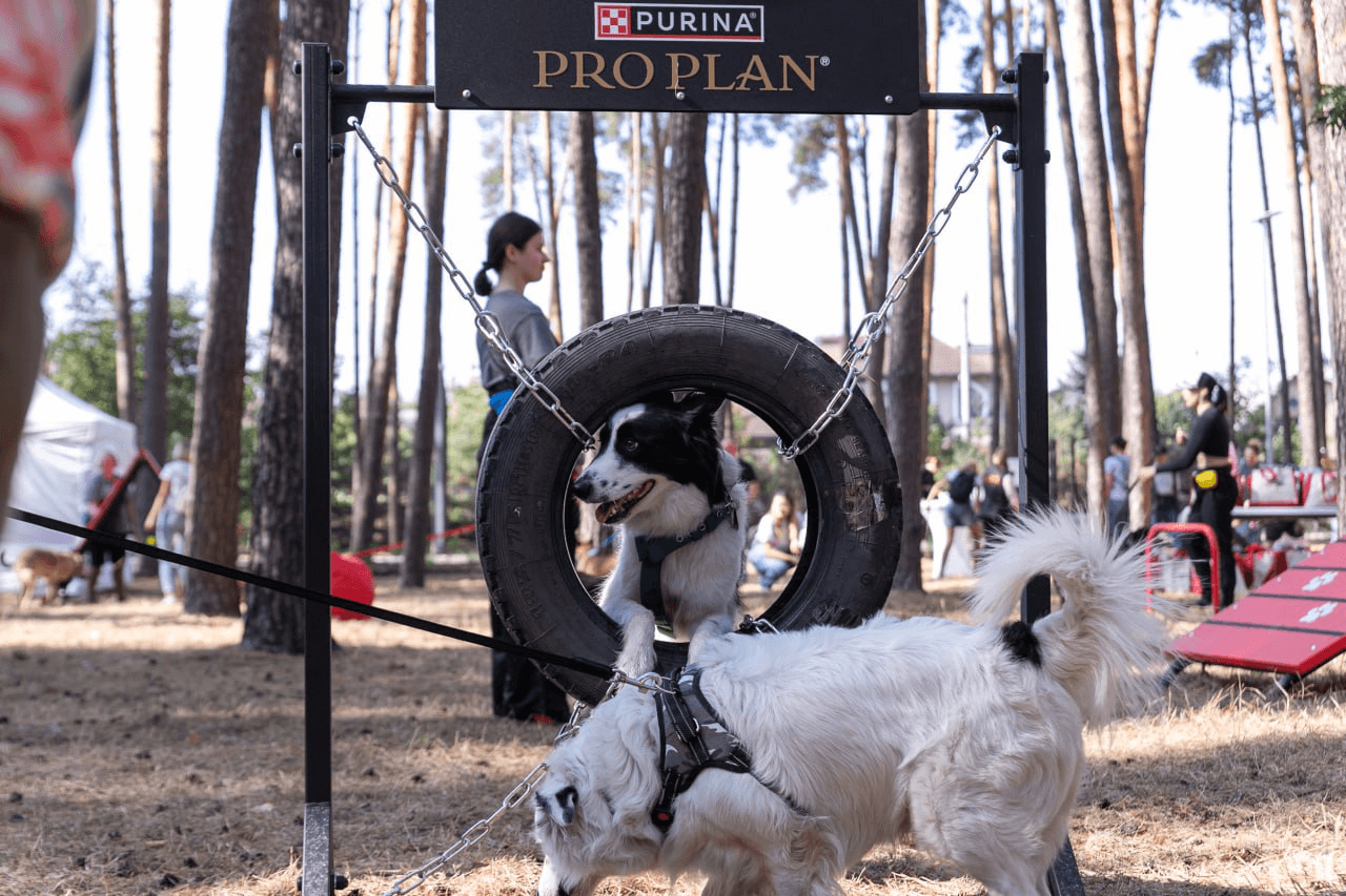 інтерактивну мапу для вигулу собак