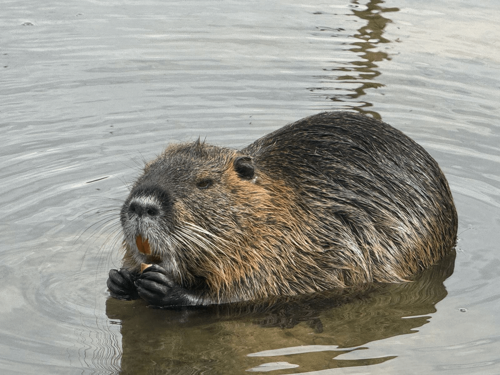 врятували травмовану нутрію