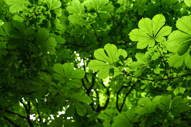 Київські каштани отримують нове життя