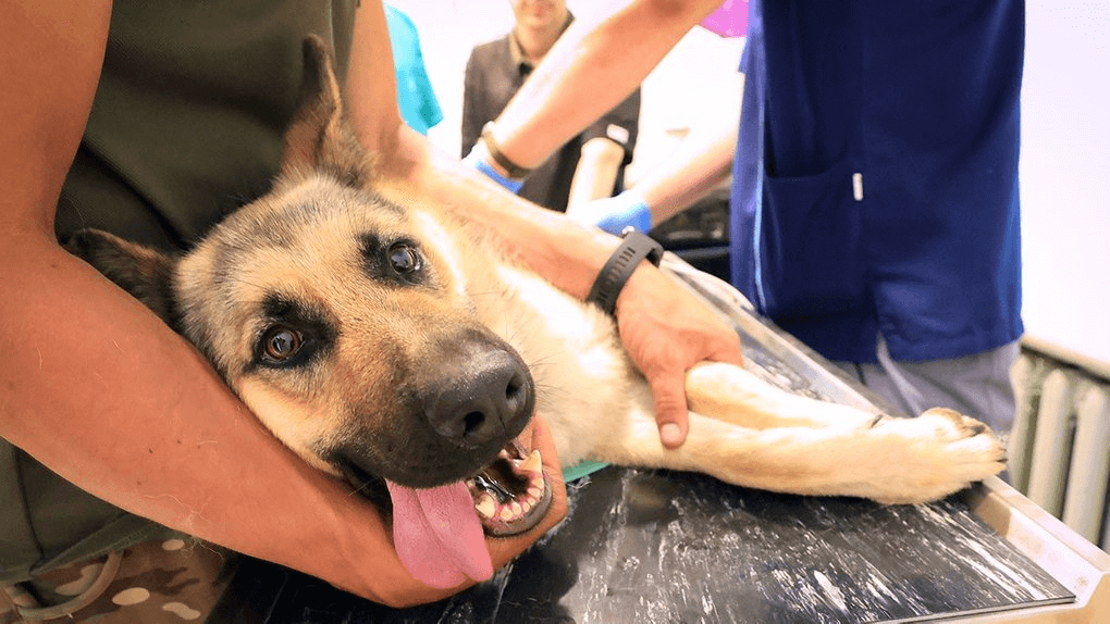 У Броварах жінка викинула чужого собаку з четвертого поверху